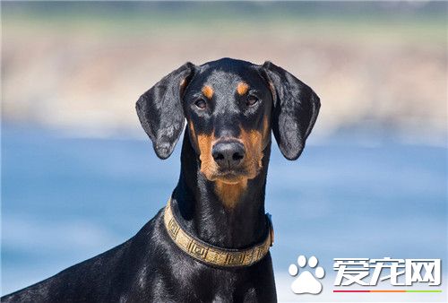 杜賓狗可以做絕育嗎 絕育可以避免子宮蓄膿
