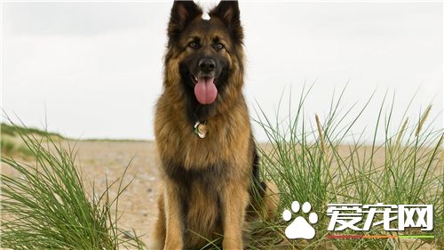德國牧羊犬怎麼飼養 白天經常和小狗呆在一起