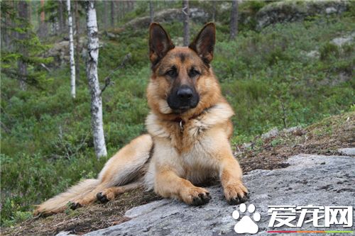 德國牧羊犬如何喂養 一般來說每天最好喂2次