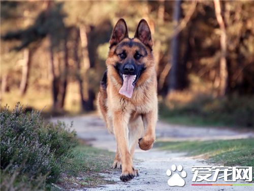 德國牧羊犬如何喂養 一般來說每天最好喂2次