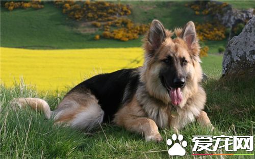 德國牧羊犬怎麼飼養 白天經常和小狗呆在一起