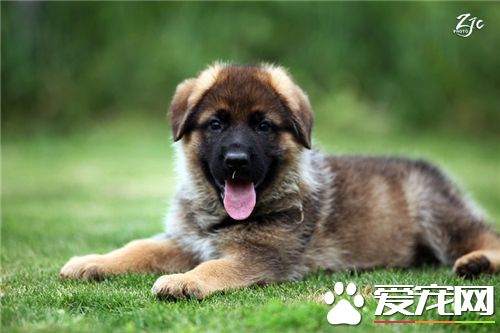 德國牧羊犬如何飼養 保證德國牧羊犬的營養需求