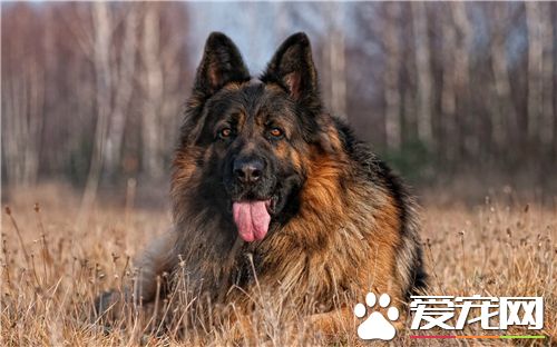 德國牧羊犬如何飼養 保證德國牧羊犬的營養需求