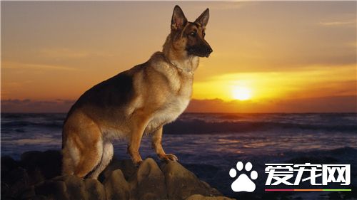 德國牧羊犬如何飼養 保證德國牧羊犬的營養需求