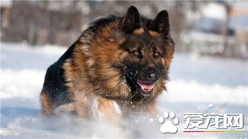 德國牧羊犬如何喂養 一般來說每天最好喂2次