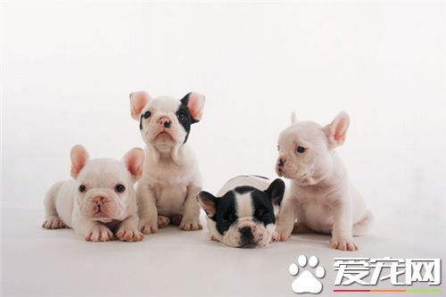 法國斗牛犬如何鑒別 披毛短而纖細並富有光澤