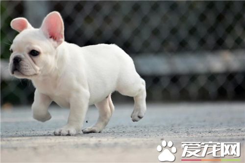 法國斗牛犬如何鑒別 披毛短而纖細並富有光澤