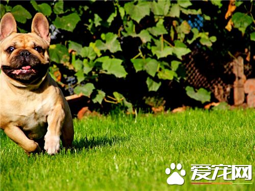 法國斗牛犬如何鑒別 披毛短而纖細並富有光澤