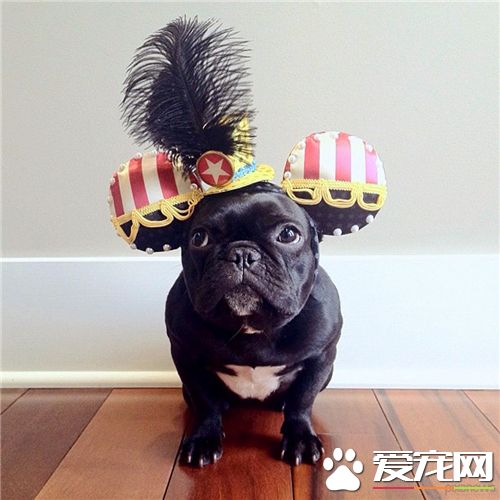 法國斗牛犬常見皮膚病 濕疹和螨蟲是常見皮膚病