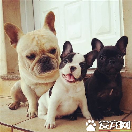 法國斗牛犬常見皮膚病 濕疹和螨蟲是常見皮膚病