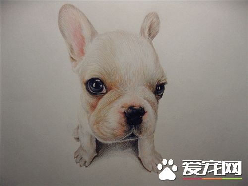 法國斗牛犬臭嗎 肛門腺會產生不好的味道