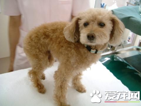 玩具貴賓犬馴養 保證它有適量的運動量