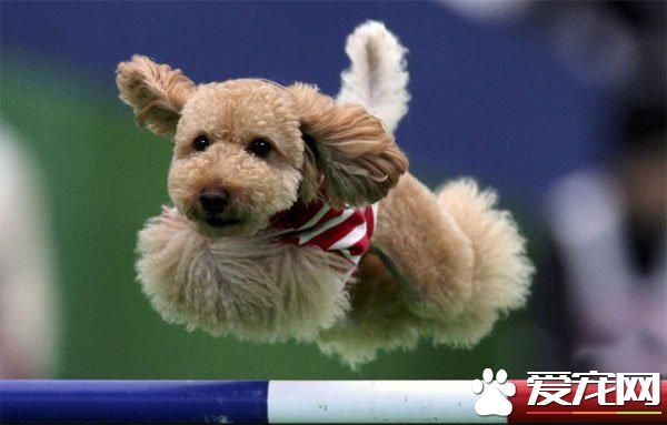 玩具貴賓犬馴養 保證它有適量的運動量