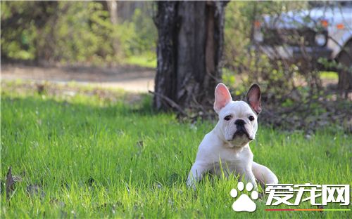 法國斗牛犬臭嗎 肛門腺會產生不好的味道