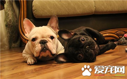 法國斗牛犬臭嗎 肛門腺會產生不好的味道