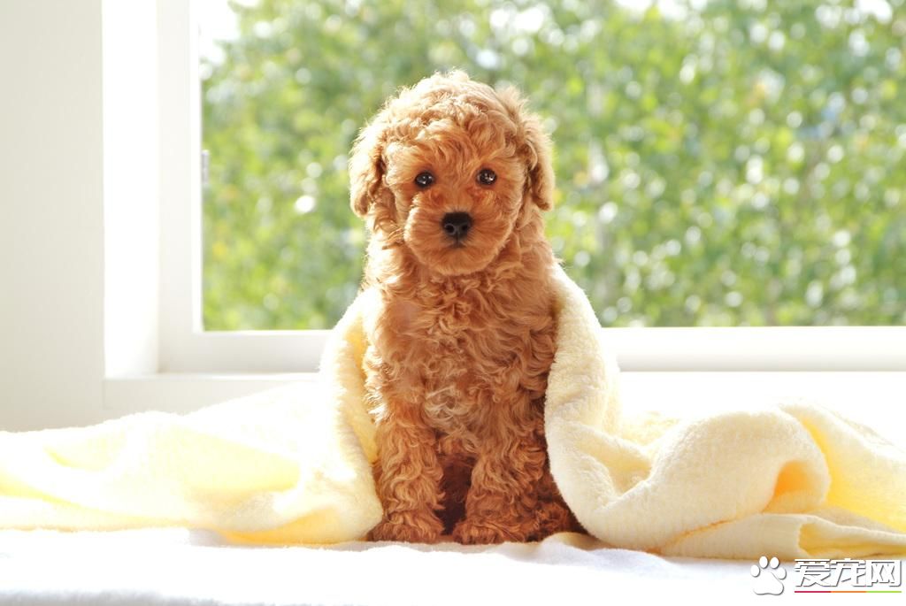 玩具貴賓犬怎麼養 後軀的毛要經常給它修剪