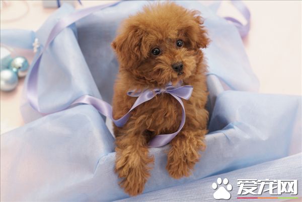 玩具貴賓犬怎麼養 後軀的毛要經常給它修剪