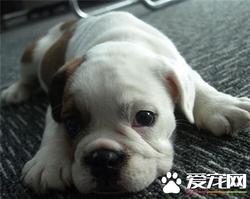 法國斗牛犬的繁殖 繁殖能力一般是一年一胎到兩胎