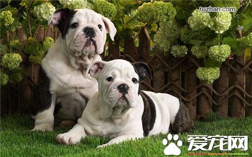 法國斗牛犬的繁殖 繁殖能力一般是一年一胎到兩胎