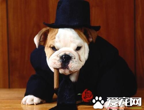 法國斗牛犬掉毛嗎 斗牛犬洗澡次數過多導致掉毛
