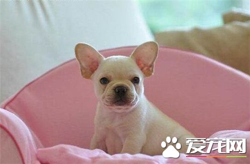 法國斗牛犬掉毛嗎 斗牛犬洗澡次數過多導致掉毛