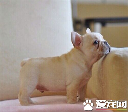 法國斗牛犬的繁殖 繁殖能力一般是一年一胎到兩胎
