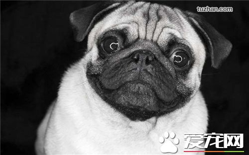 法國斗牛犬掉毛嗎 斗牛犬洗澡次數過多導致掉毛