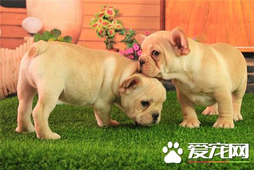 法國斗牛犬好養嗎 只要有足夠的耐心照顧就好養