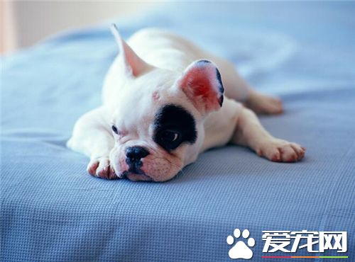 法國斗牛犬好養嗎 只要有足夠的耐心照顧就好養