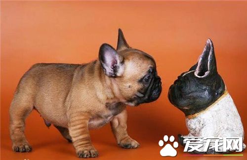 法國斗牛犬好養嗎 只要有足夠的耐心照顧就好養