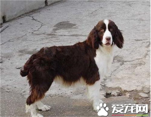 史賓格犬是獵犬嗎 是許多現今陸地獵犬的祖先