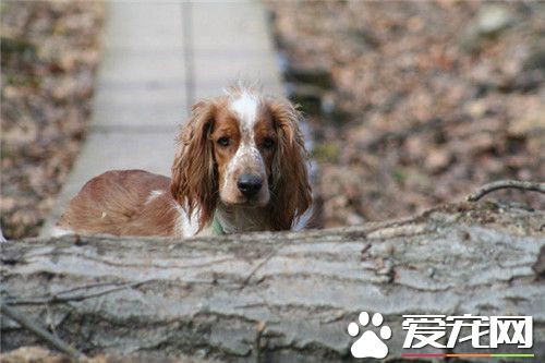 史賓格犬是獵犬嗎 是許多現今陸地獵犬的祖先
