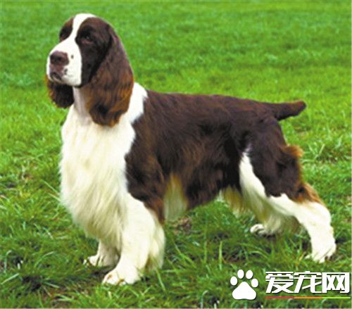 史賓格犬怎麼喂 經常吃一些鈣粉或鈣片