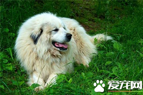 大白熊犬的飼養 一般來說可以適當的多加一餐