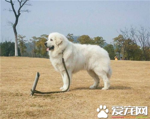 大白熊犬的飼養 一般來說可以適當的多加一餐