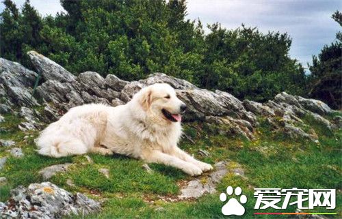 大白熊犬的飼養 一般來說可以適當的多加一餐