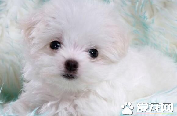 薩摩耶犬如何養 必須保證優質新鮮的食物
