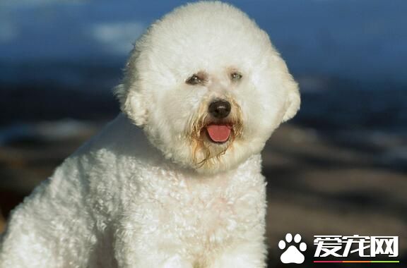 薩摩耶犬如何養 必須保證優質新鮮的食物