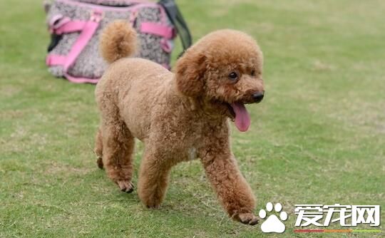 薩摩耶犬如何養 必須保證優質新鮮的食物
