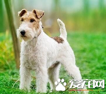剛毛獵狐梗的美容 耳朵每月至少要清潔一次