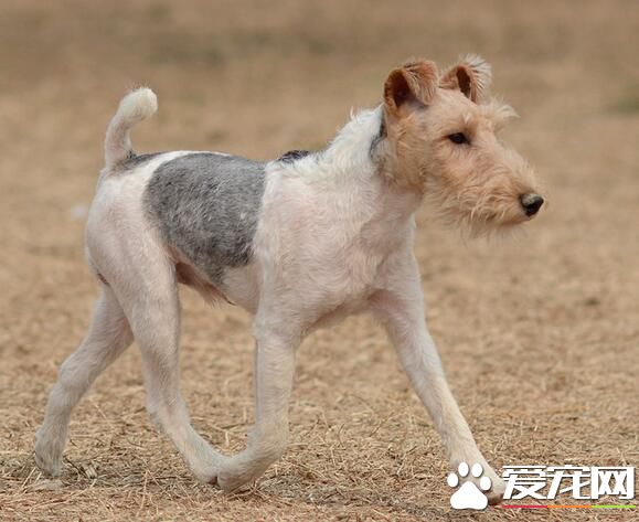 剛毛獵狐梗的美容 耳朵每月至少要清潔一次