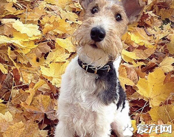 剛毛獵狐梗的美容 耳朵每月至少要清潔一次