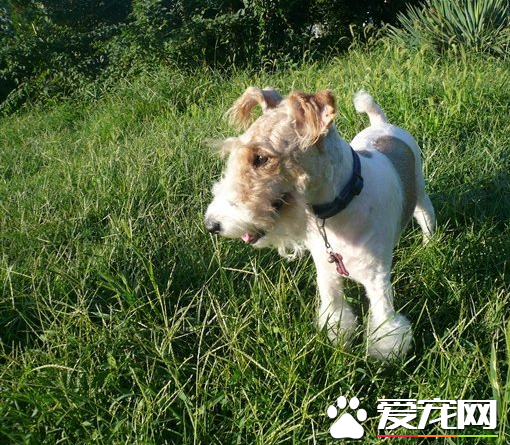 剛毛獵狐梗斷尾 尾部太長常會造成傷害
