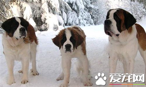 聖伯納犬聰明嗎 可以幫助主人看寶寶還能放羊