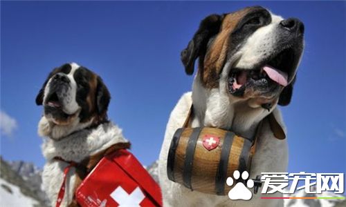 聖伯納犬聰明嗎 可以幫助主人看寶寶還能放羊