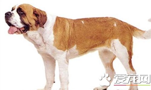 聖伯納犬聰明嗎 可以幫助主人看寶寶還能放羊