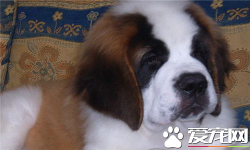 聖伯納犬的飼養 生長速度快對營養需求較高