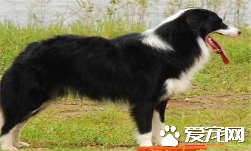 聖伯納犬的飼養 生長速度快對營養需求較高