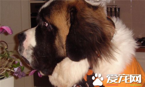 聖伯納犬的飼養 生長速度快對營養需求較高