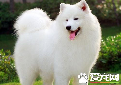 如何喂養薩摩耶犬 很小的狗要少吃多餐